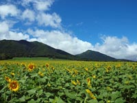 蒜山高原への誘い 蒜山の四季